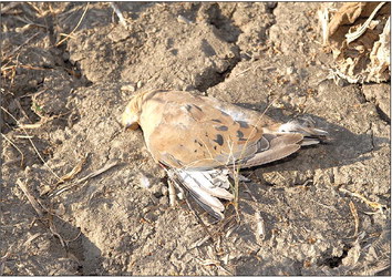 Some useful words of advice for Texas dove hunters - Bowie County ...