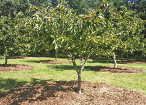 Chestnut harvest time